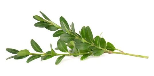 Το OCUVIT περιέχει Mirta Leaf Ecstact